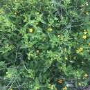 Image of Lantana polyacantha Schauer