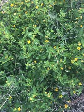 Lantana polyacantha Schauer resmi