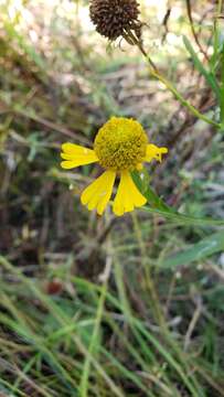 Image of Virginia Sneezeweed