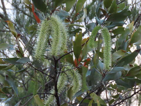 Image of Grevillea glauca Banks & Sol. ex Knight