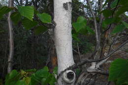 Image of Alaska Paper Birch