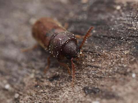 Image of Fan-bearing wood-borer