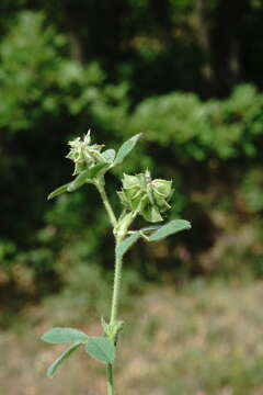 Image of Medicago brachycarpa M. Bieb.