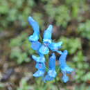 Corydalis pachycentra Franch. resmi