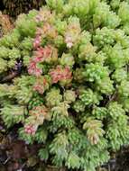 Imagem de Sedum hirsutum All.