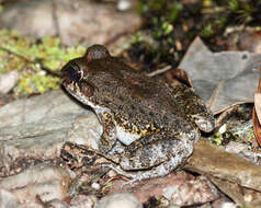 Image of Leptodactylus rugosus Noble 1923