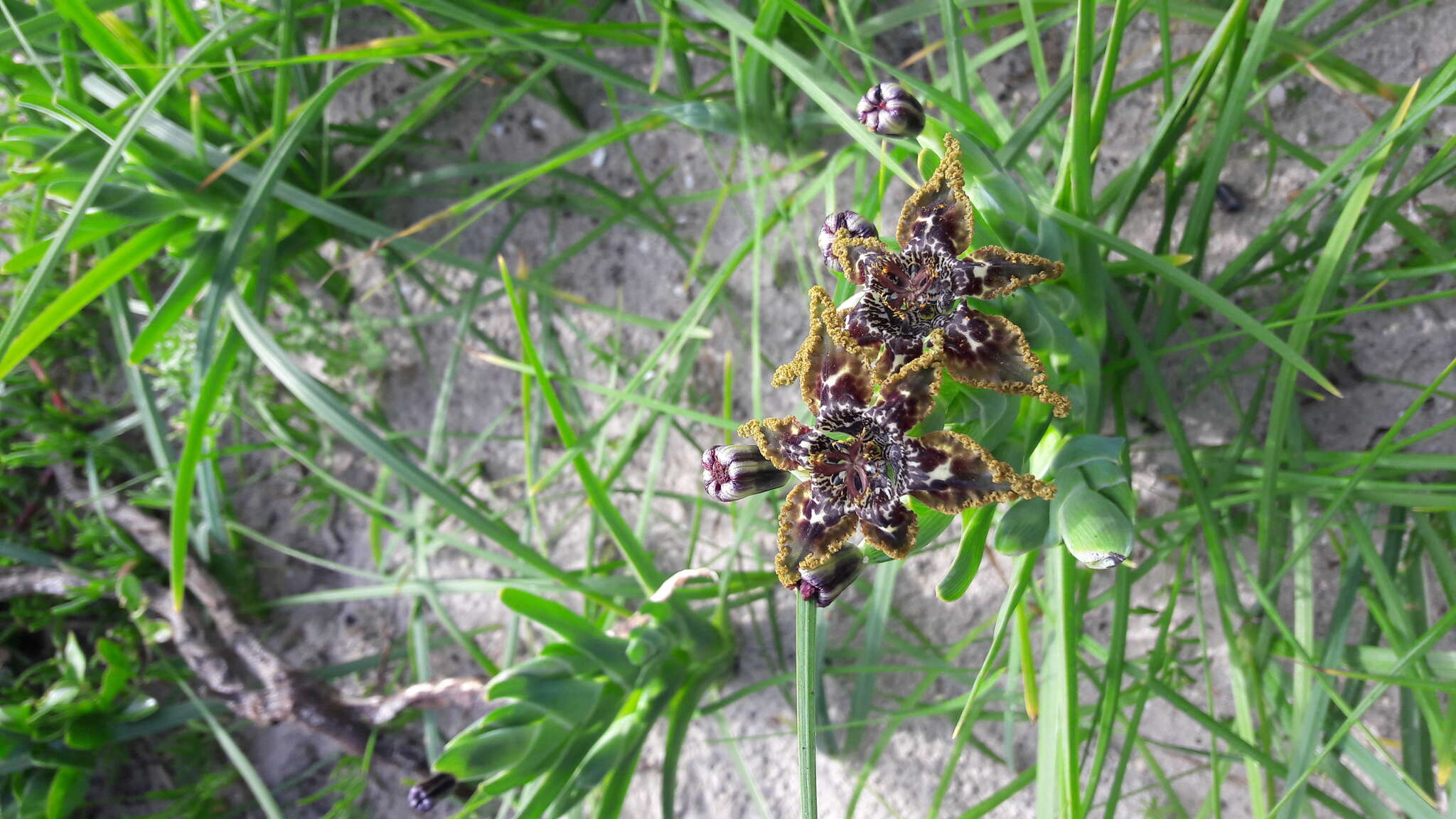 صورة Ferraria crispa Burm.