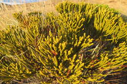 Image of Veronica hectorii subsp. hectorii