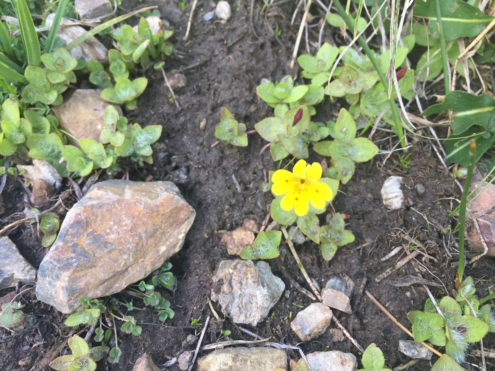 Image of Yellow Creeping Monkey-Flower