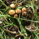 Panaeolus subbalteatus (Berk. & Broome) Sacc. 1887 resmi