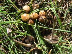 Panaeolus subbalteatus (Berk. & Broome) Sacc. 1887 resmi