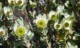 Image de Leucadendron roodii Bolus