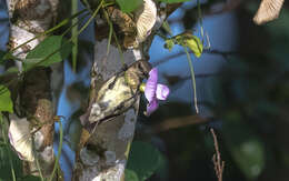 Image of Buff-throated Sunbird