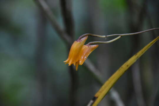 Image of Bifrenaria aureofulva Lindl.