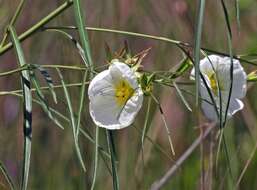 Imagem de Ludwigia major (Micheli) T. P. Ramamoorthy