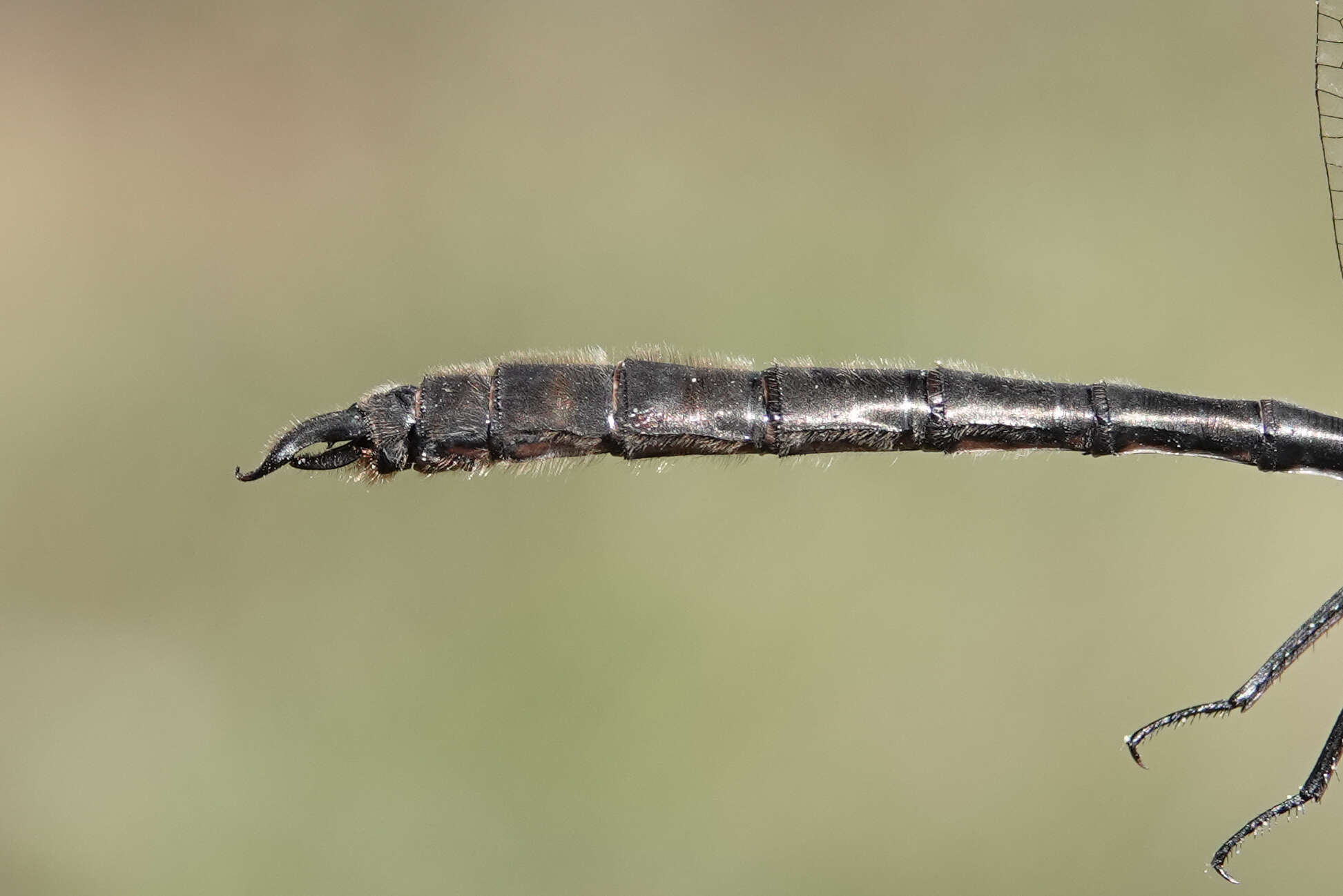 Image of Whitehouse's Emerald