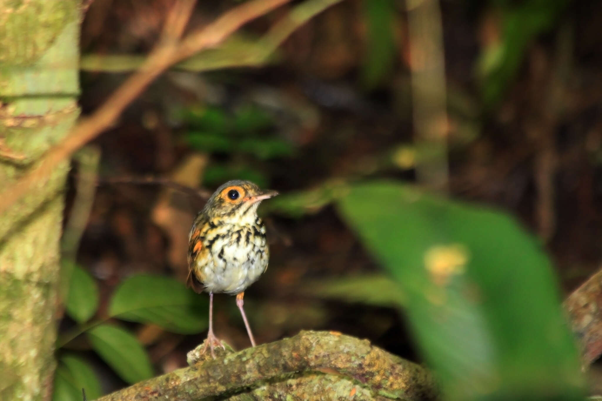 Image of Snethlage's Antpitta