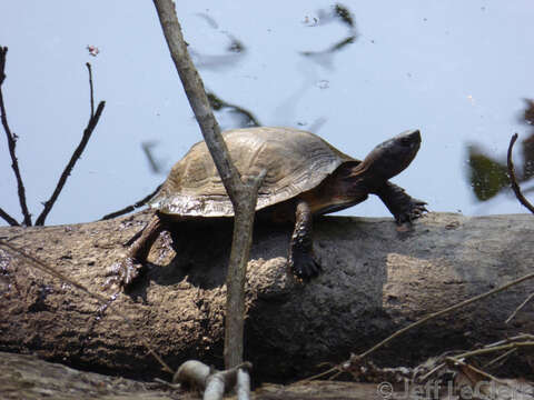 Image of Oldham’s Leaf Turtle