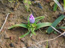 Image of Moraea barnardiella Goldblatt