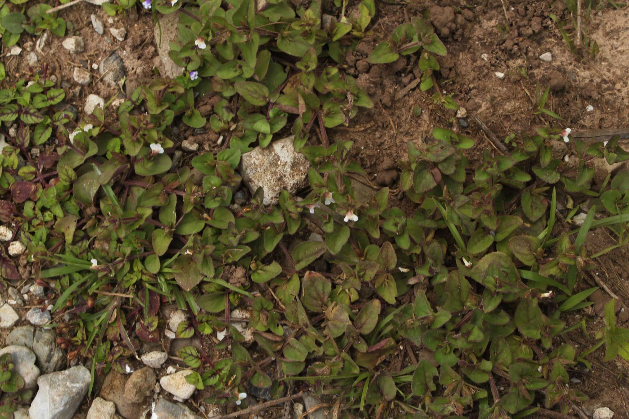 Imagem de Torenia crustacea (L.) Cham. & Schltdl.