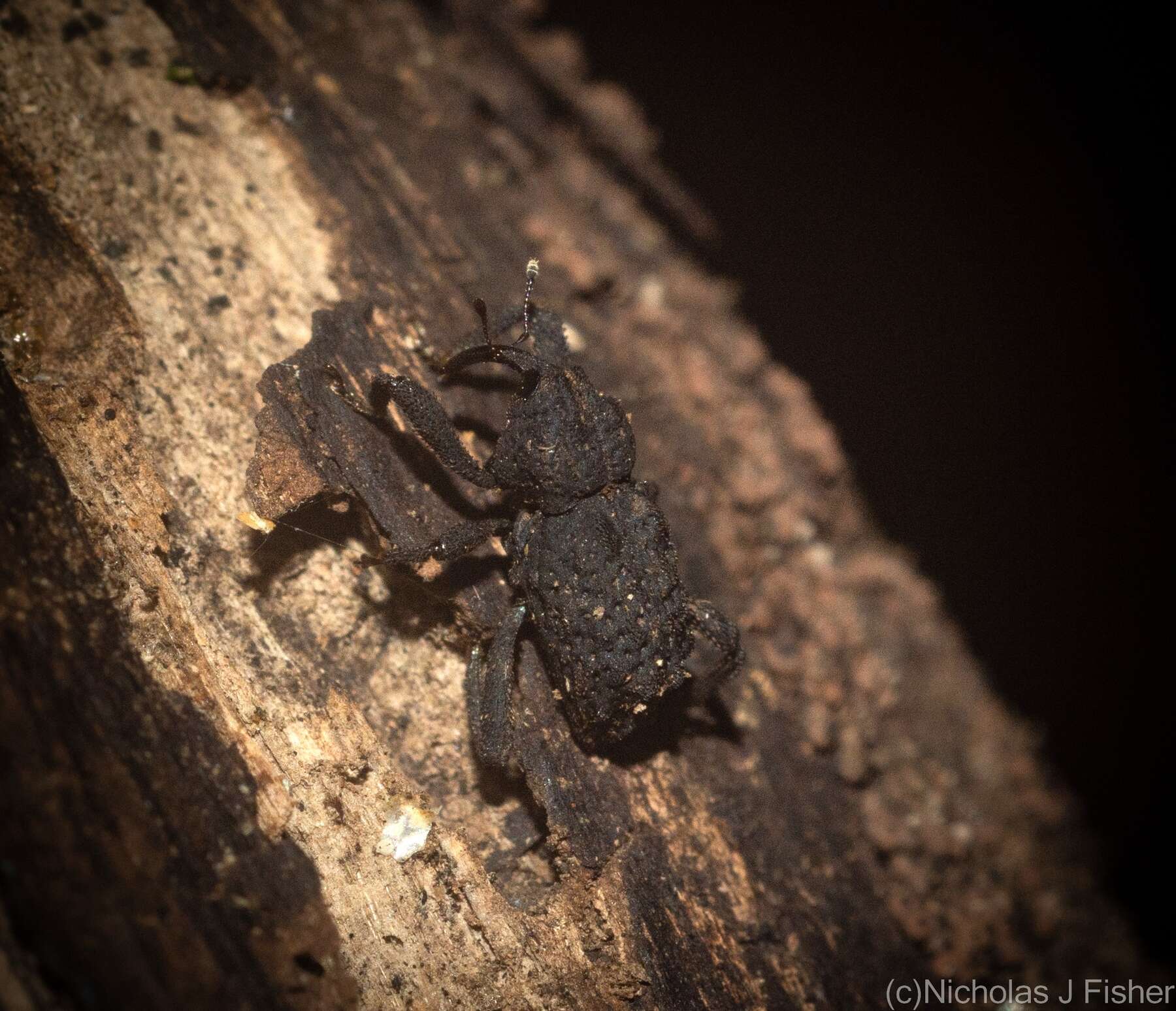 Image of Stenoporopterus canaliculatus Lea 1908