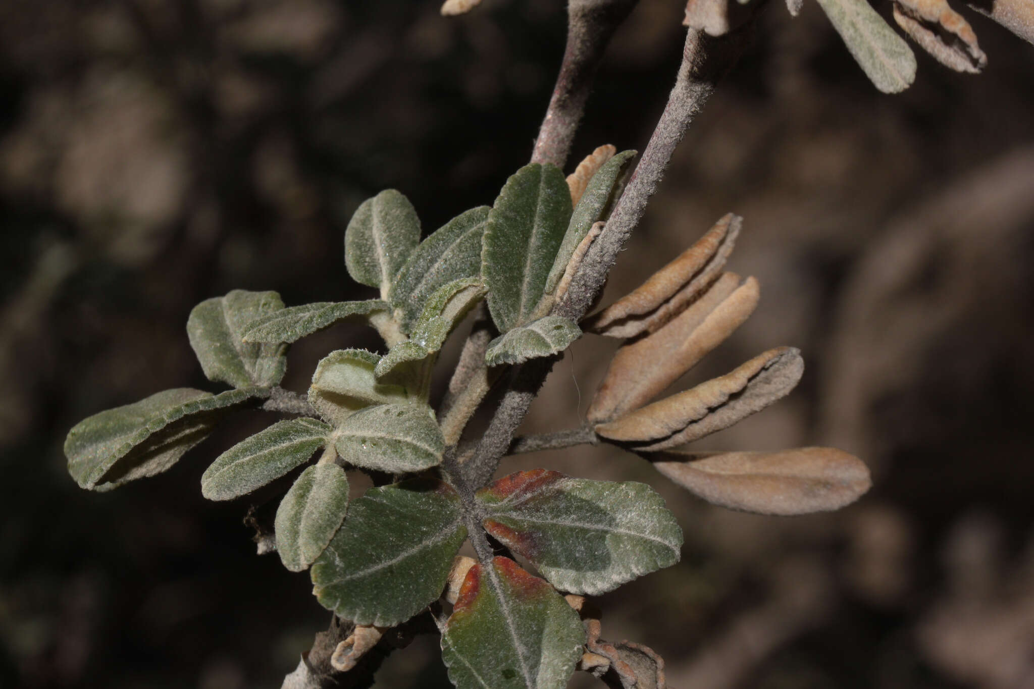 Image of Polylepis rugulosa Bitter