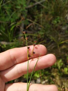 Слика од Juncus alpinoarticulatus Chaix