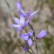 Imagem de Geissorhiza purpurascens Goldblatt