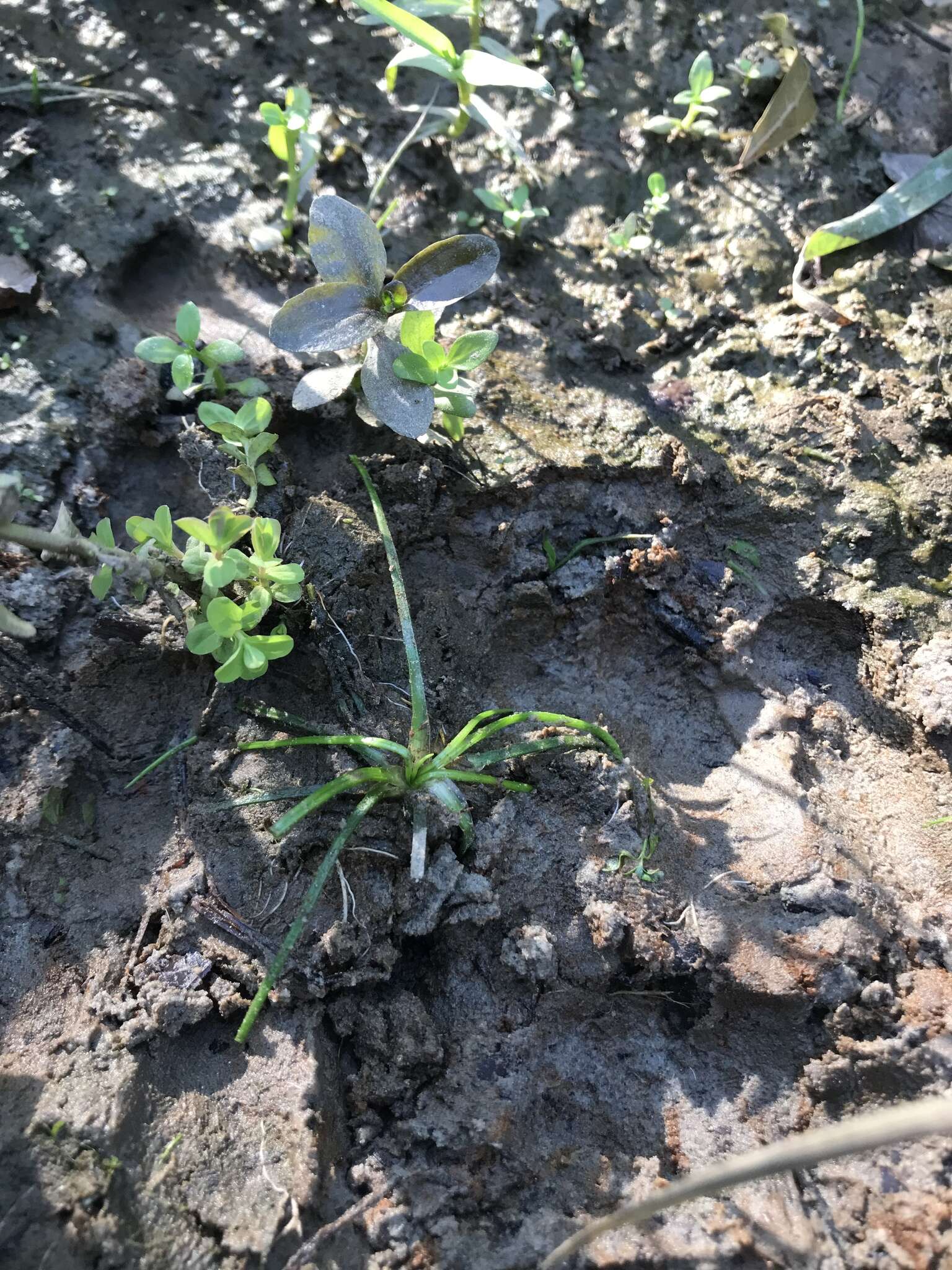 Image of Appalachian quillwort