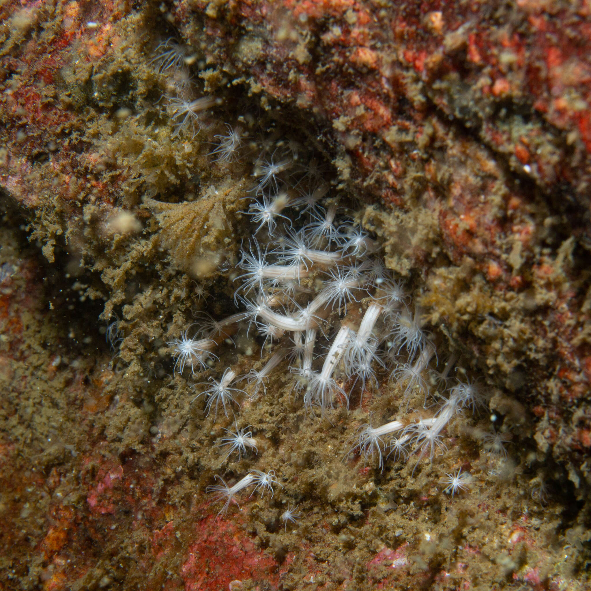 Image of lined sea anemone