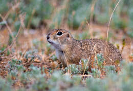 Image of Little Ground Squirrel