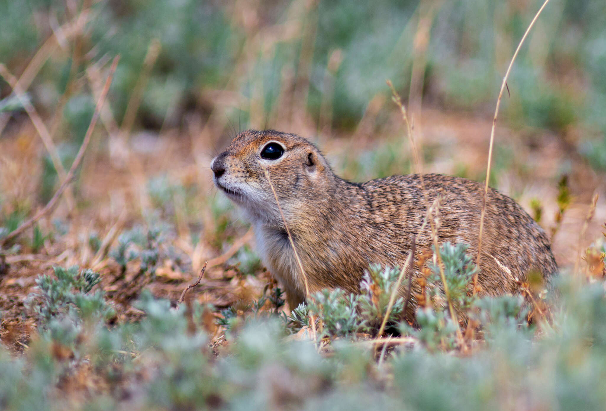 Image of Little Ground Squirrel