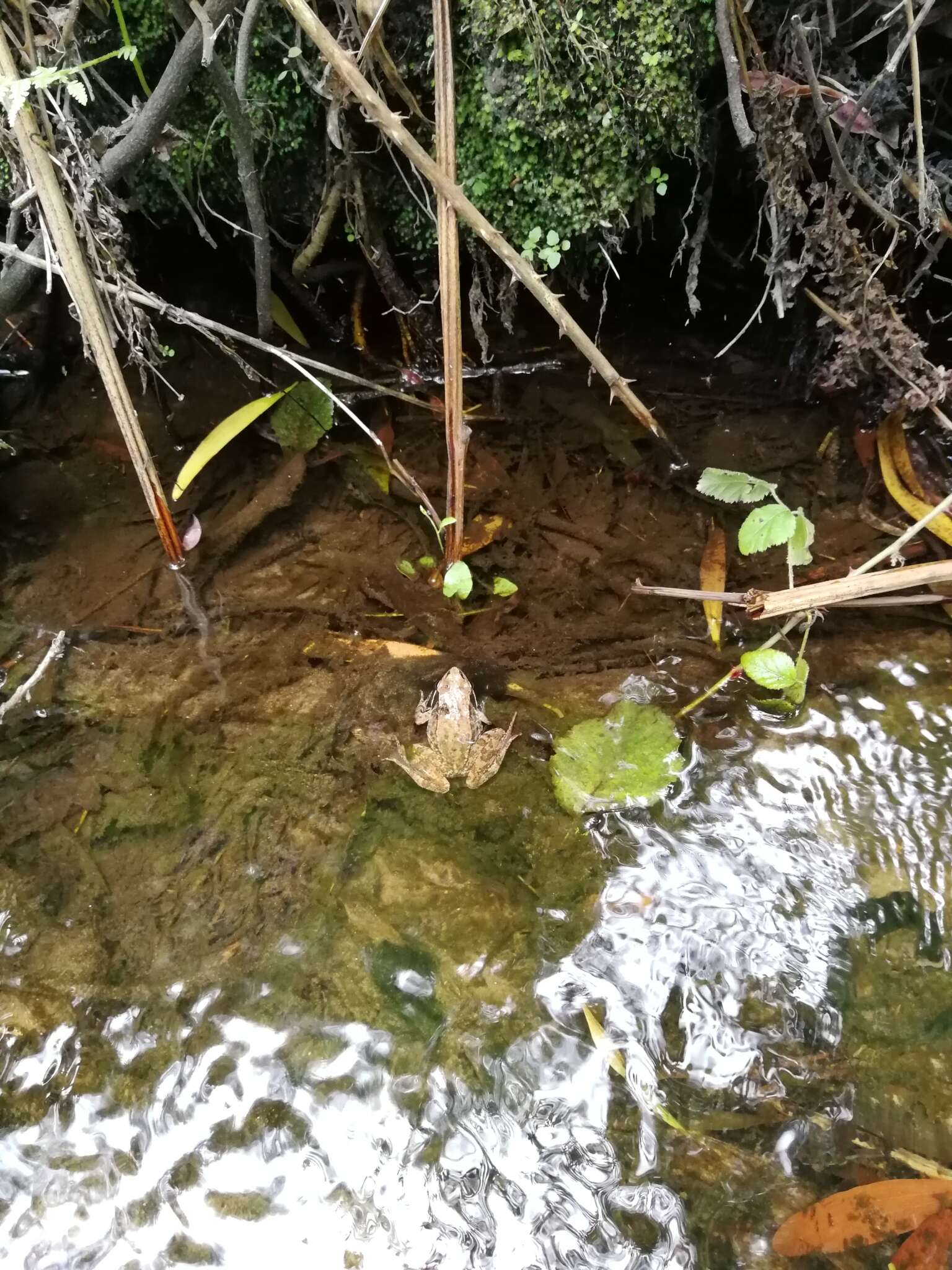 Image of Iberian Frog