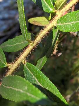 Image of Gaultheria hispida R. Br.