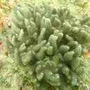 Image of Capnella gaboensis Verseveldt 1977