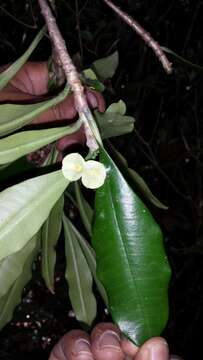 Слика од Euphorbia thouarsiana Baill.