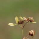 Image de Trifolium angulatum Waldst. & Kit.