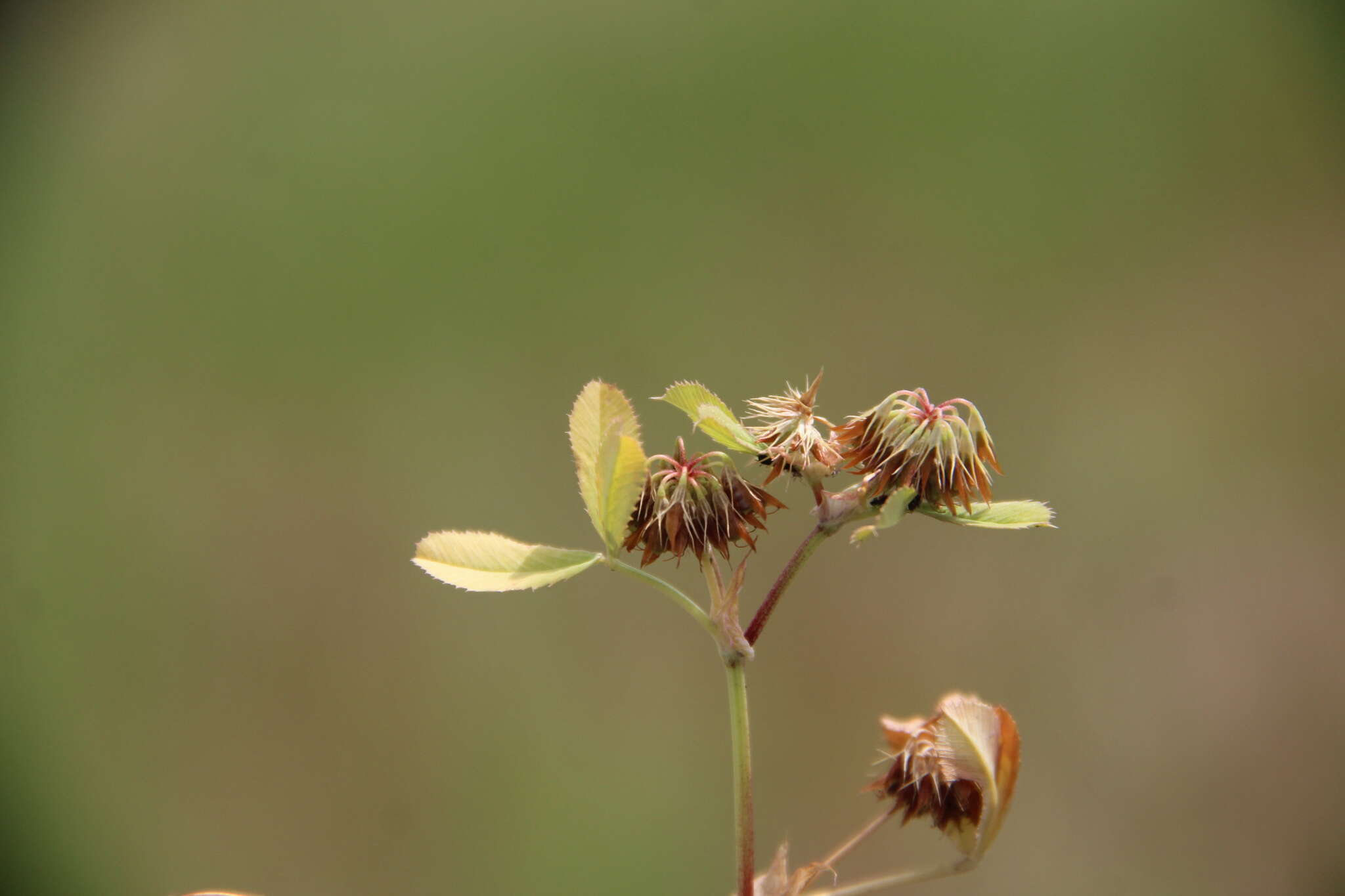 Image de Trifolium angulatum Waldst. & Kit.