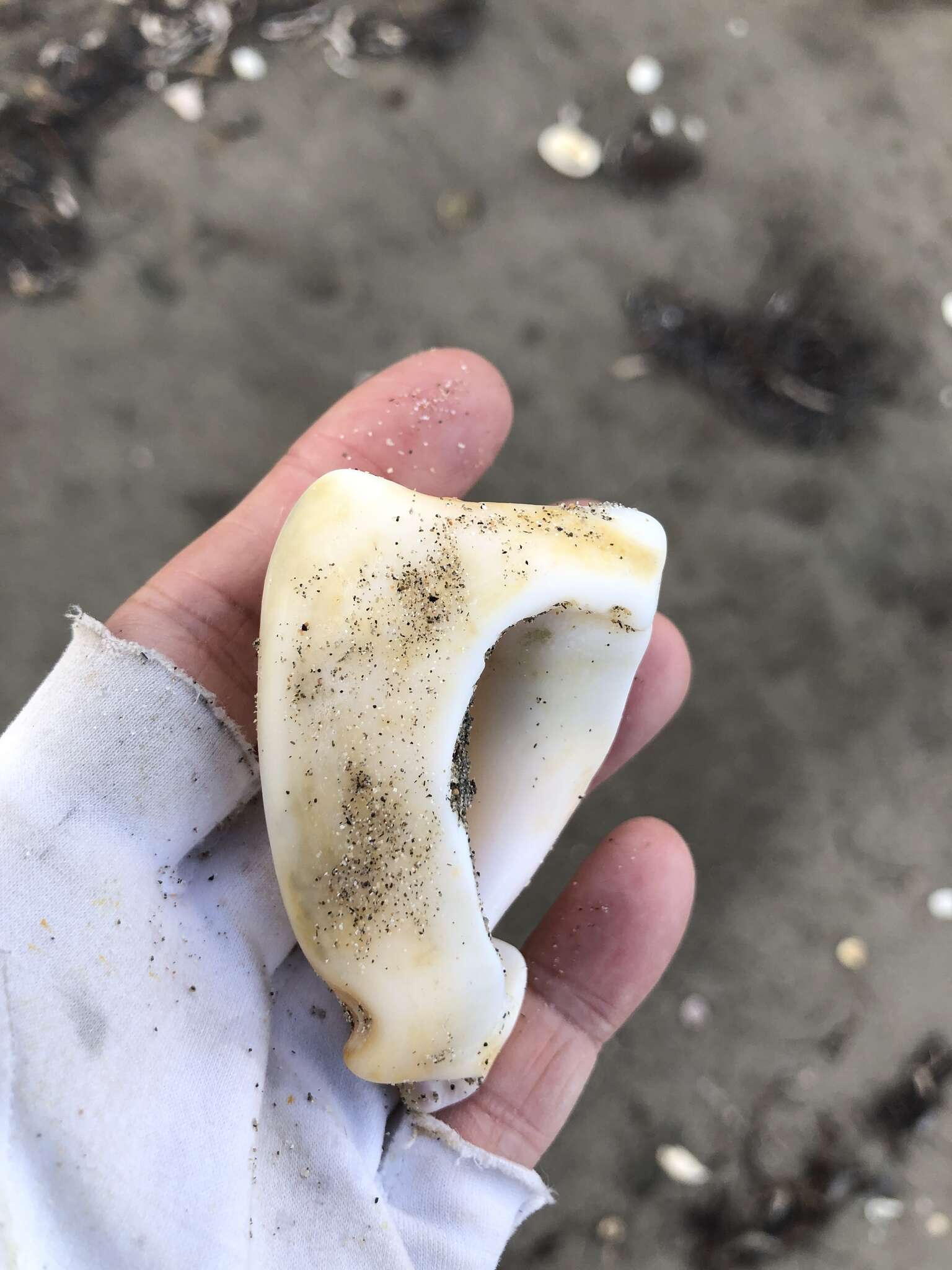 Image of West Indian fighting conch