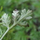 Image of Paraperonospora sulphurea (Gäum.) Constant. 1989