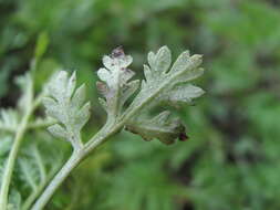 Image of Paraperonospora sulphurea (Gäum.) Constant. 1989