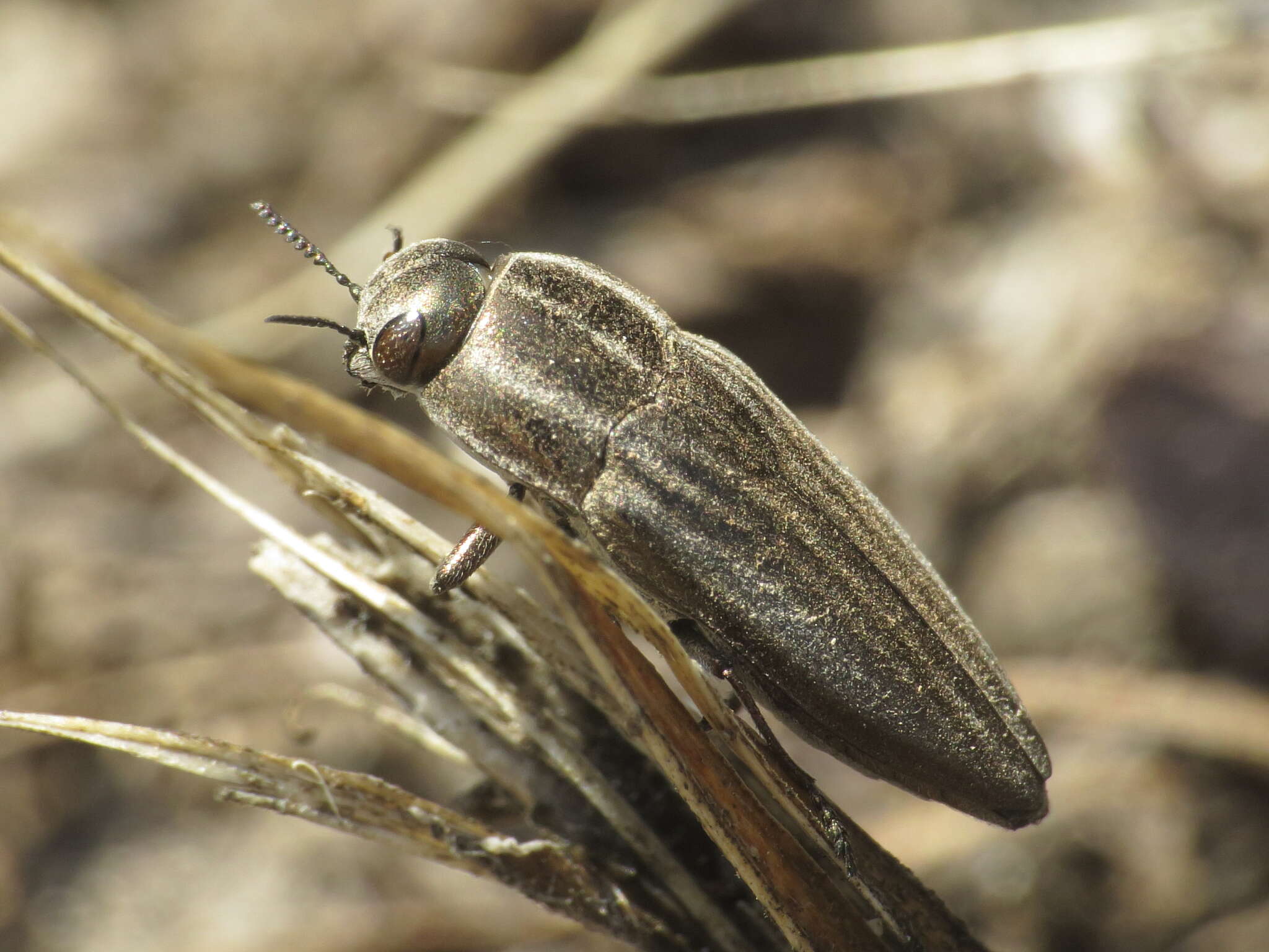 Image of Sphenoptera gemmata (Olivier 1790)