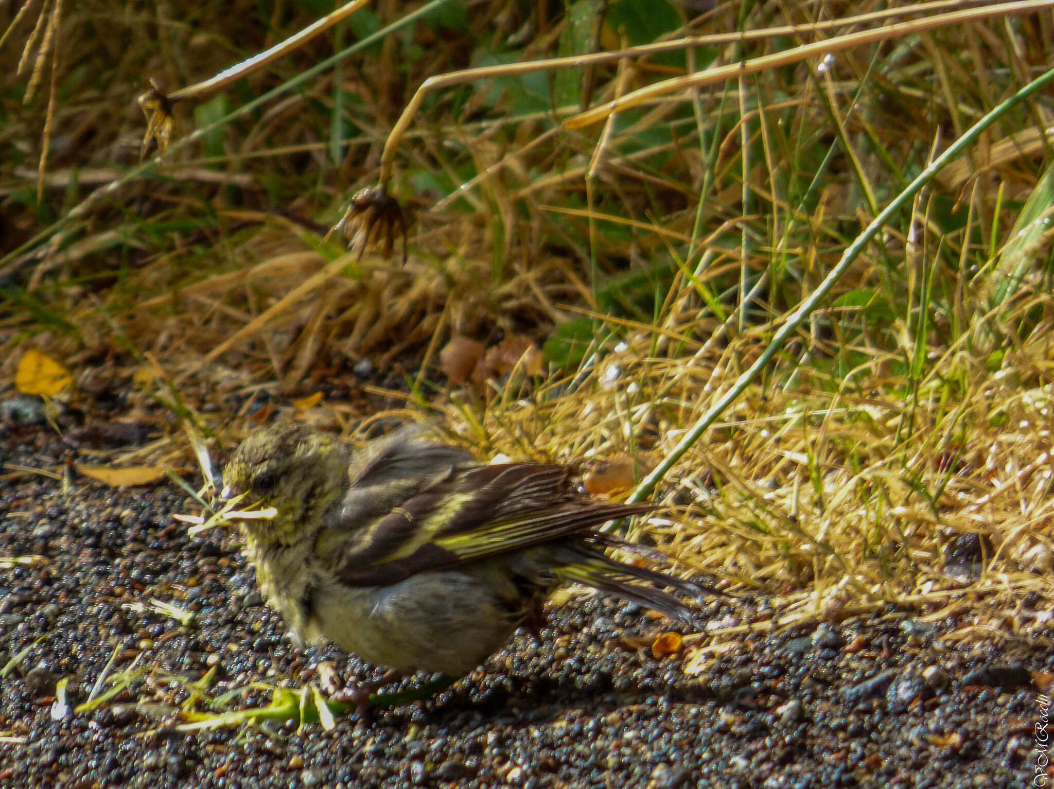 Image of Black-chinned Siskin