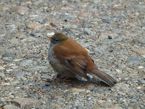 Image of Andean Solitaire