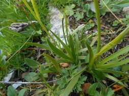 Plancia ëd Tofieldia calyculata (L.) Wahlenb.