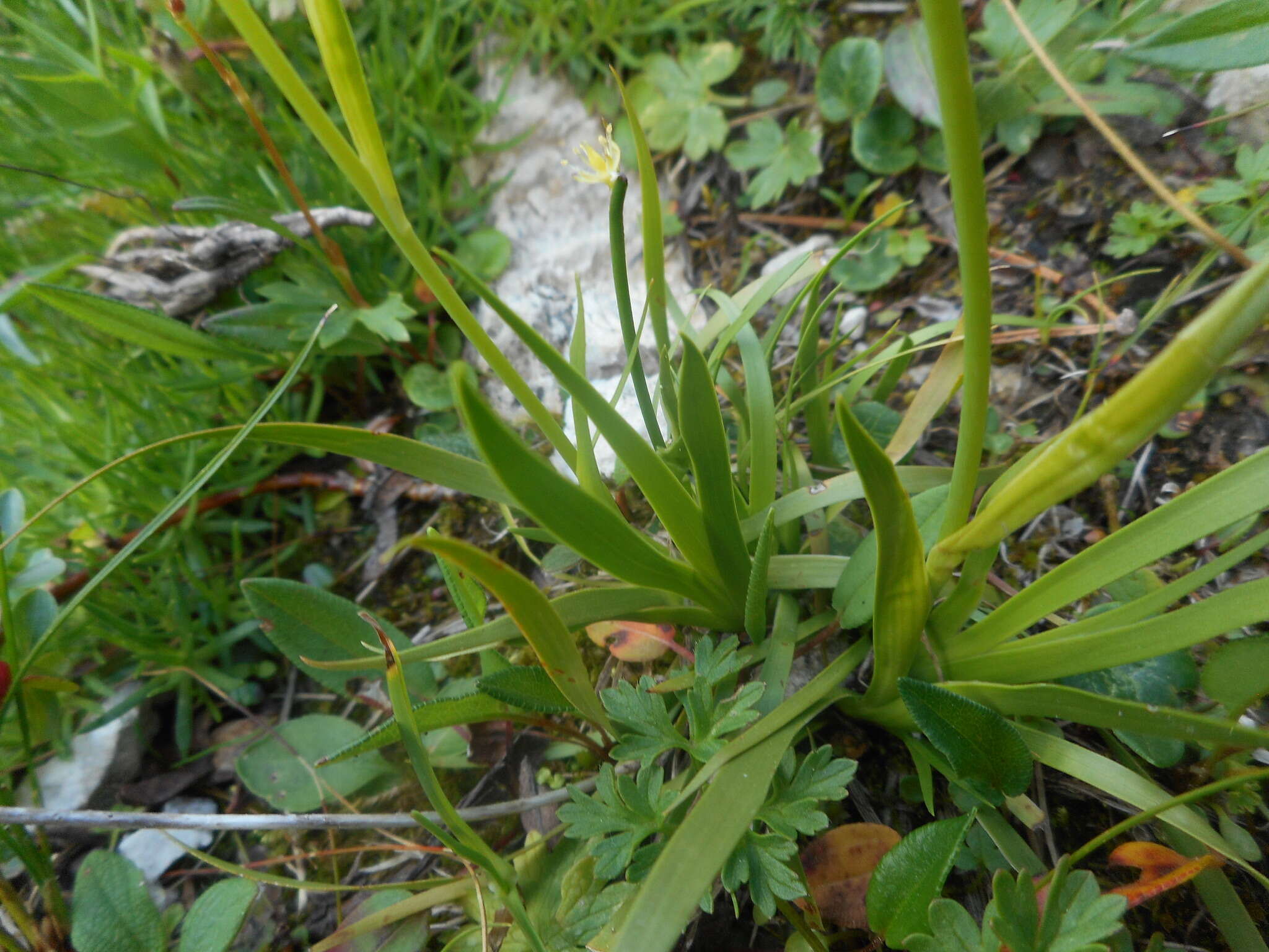 Plancia ëd Tofieldia calyculata (L.) Wahlenb.