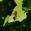 Image of Syrphus reedi Shannon 1927