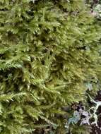 Image of cold brachythecium moss