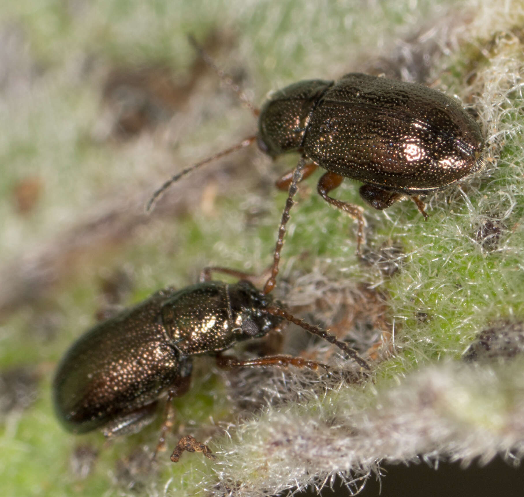 Image of Hemiglyptus basalis (Crotch 1874)