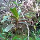 Image of Angraecum compactum Schltr.